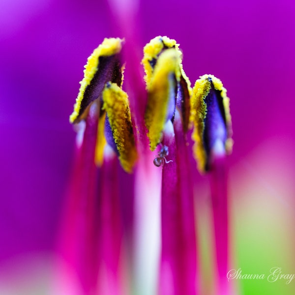 Fine Art Photography / Original / Flower / Garden / Colourful / Lily / Ant / Abstract / Macro / Neon / Photo / Print / Signed
