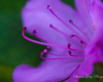 Fine Art Photography / Original / Flower / Garden / Pink / Abstract / Macro / Photo / Print / Signed