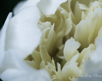 Fine Art Photography / Original / Abstract / Neutral / Flower / Peony / Photo / Print / Macro / Signed