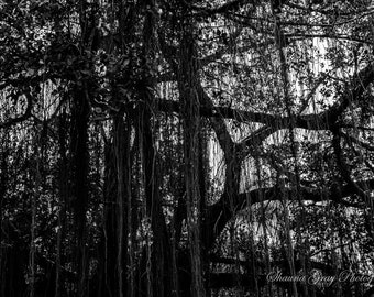 Fine Art Photography / Original / Trees / Black and White / Moody / Modern / Photo / Print / Signed