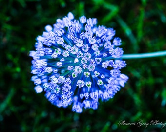 Fine Art Photography / Original / Flower / Garden / Ball / Blue Allium / Macro / Photo / Print / Signed
