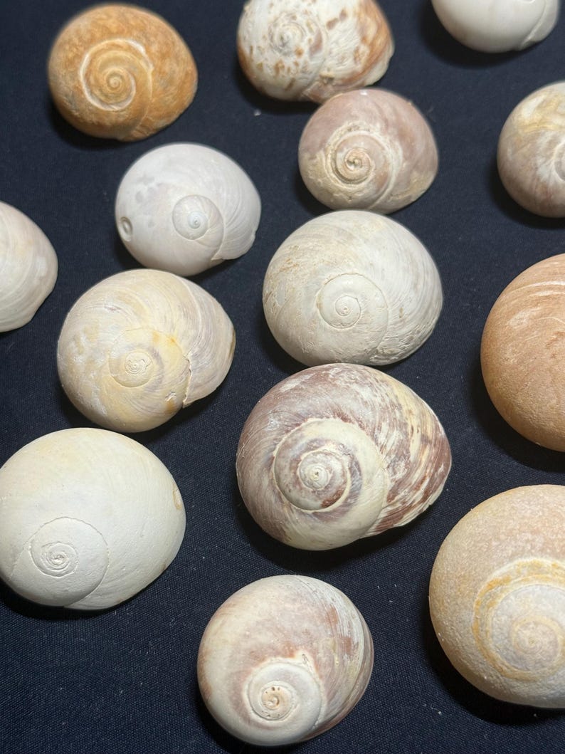 Shark Eye Shells (5 Handpicked Shells) - Etsy