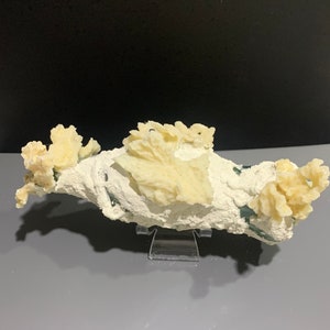 May include: A decorative coral reef fragment with a white base and cream-colored coral formations. The reef is mounted on a clear stand, showcasing its intricate details and textures. The background is a gradient of gray and black.