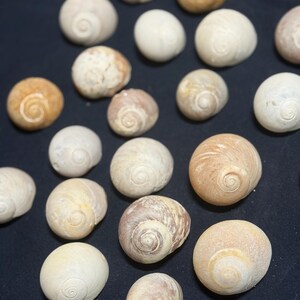 May include: A collection of various seashells, showcasing a range of colors from creamy white to tan and brown. Each shell has a spiral pattern, with a smooth, rounded shape. The shells are arranged on a dark background.