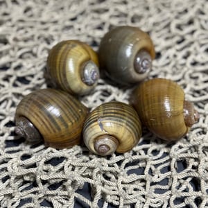 May include: Five spiral-shaped seashells in shades of brown and tan, with visible striations. The shells are arranged on a beige, woven net. The shells have a smooth, glossy texture and a rounded shape, with a small opening at the center.