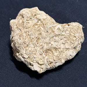 May include: A light beige fossil rock with a rough, textured surface. The rock is composed of numerous small, shell-like fragments, creating a detailed and layered appearance. The rock is an irregular shape and is set against a dark background.