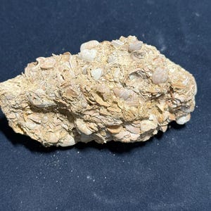May include: A light brown fossil rock with numerous small shell fragments embedded in it. The rock has a rough, textured surface and is displayed against a dark blue background. The fossilized shells vary in size and shape, creating a unique pattern.