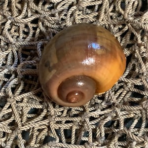 Apple Snail Shell                   (set of 3 Large Shells)
