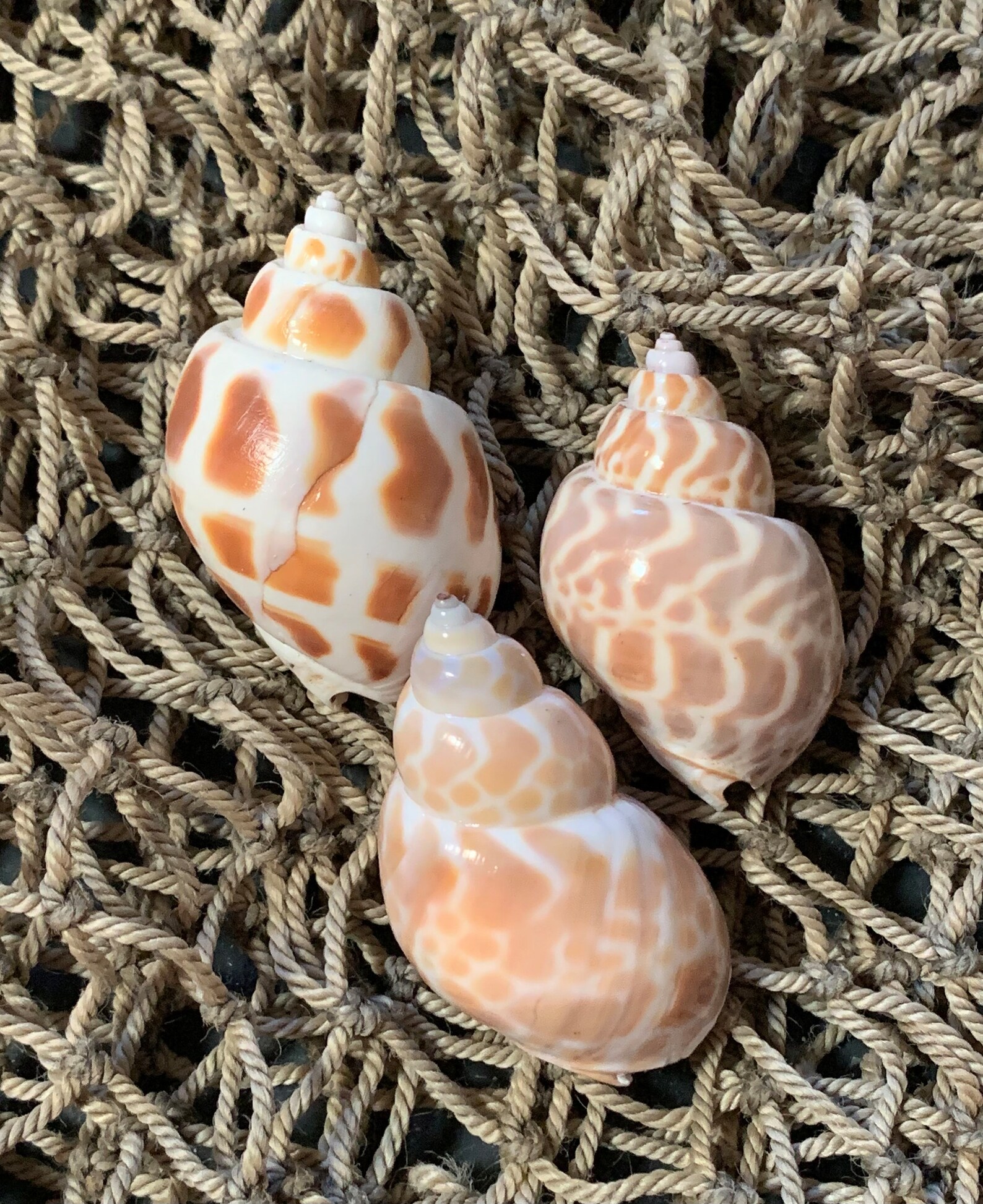 Peekaboo Sea Shell shark Babylon Shell - Etsy