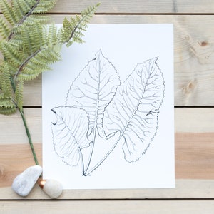 Prairie Dock Leaves, 8&quot;X10&quot; Pen & Ink Print