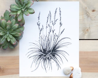 Red Yucca, 8"x10" Pen & Ink Print