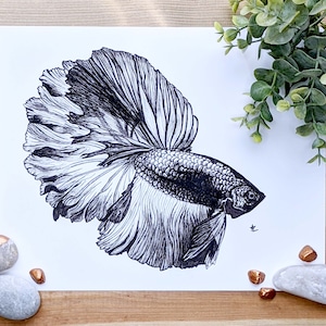 Betta Fish, 8&quot;x10&quot; Pen & Ink Print