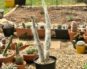Snow Opuntia Etsy
