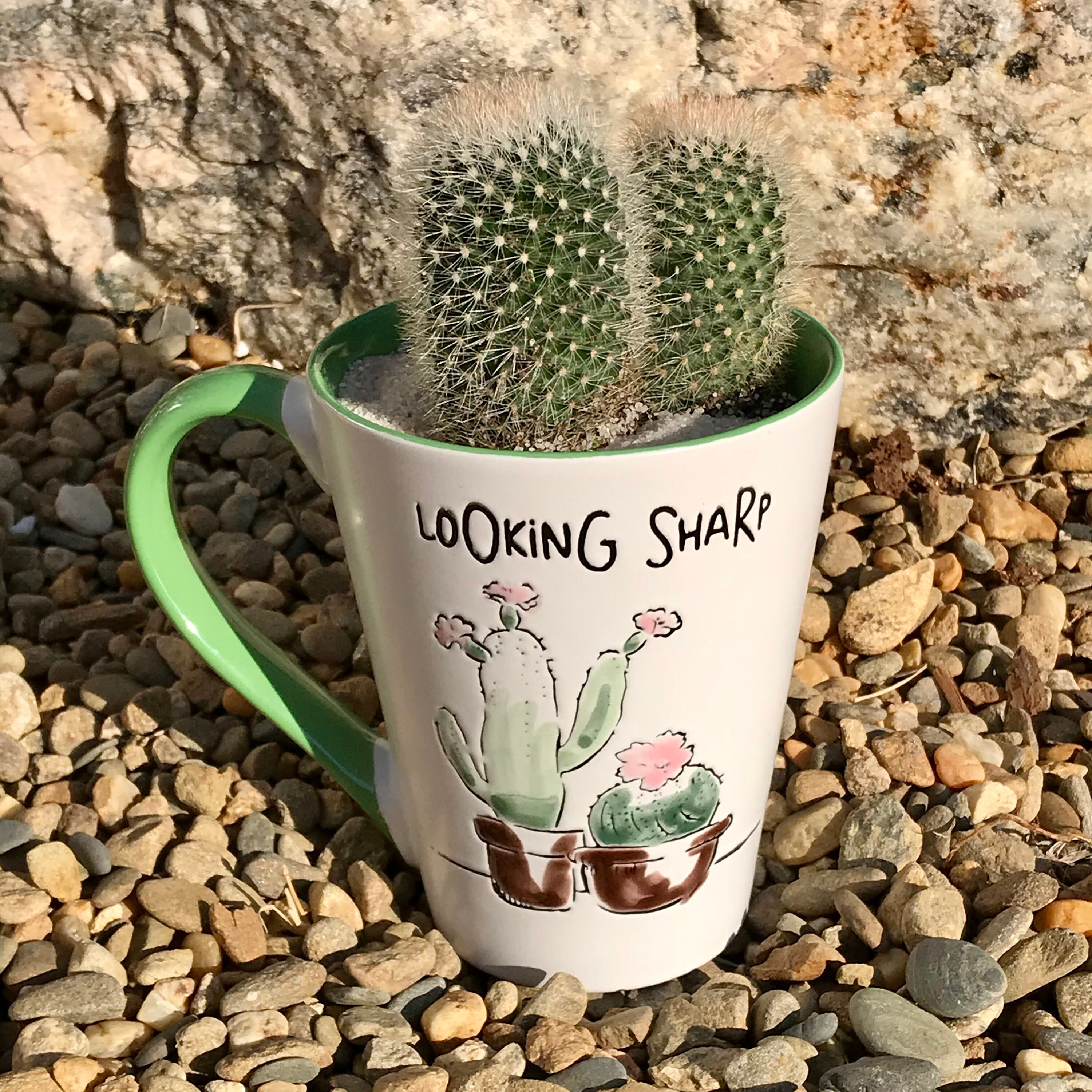 Bristle Brush Cactus In A Cup KITMammillaria Etsy