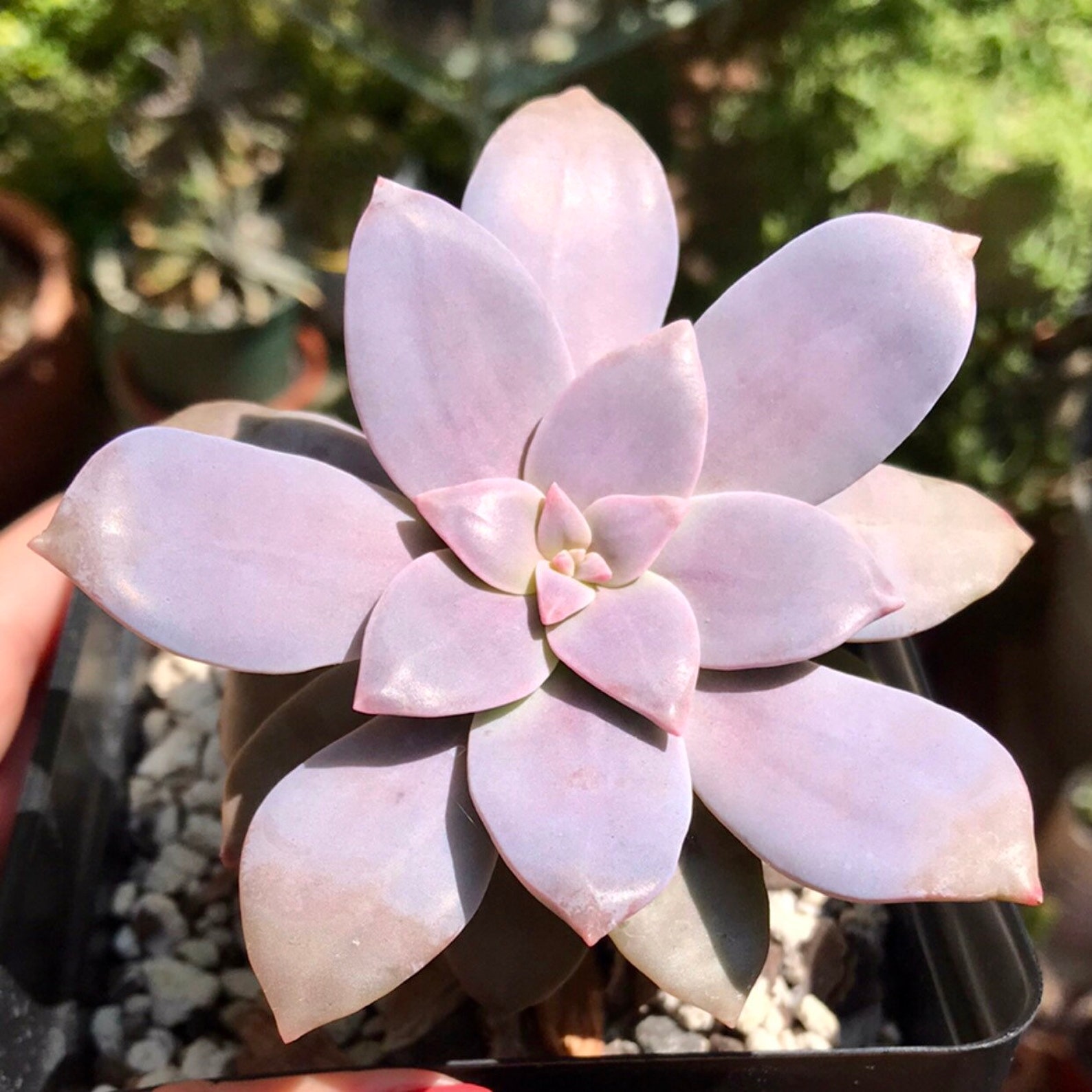 graptopetalum murasaki