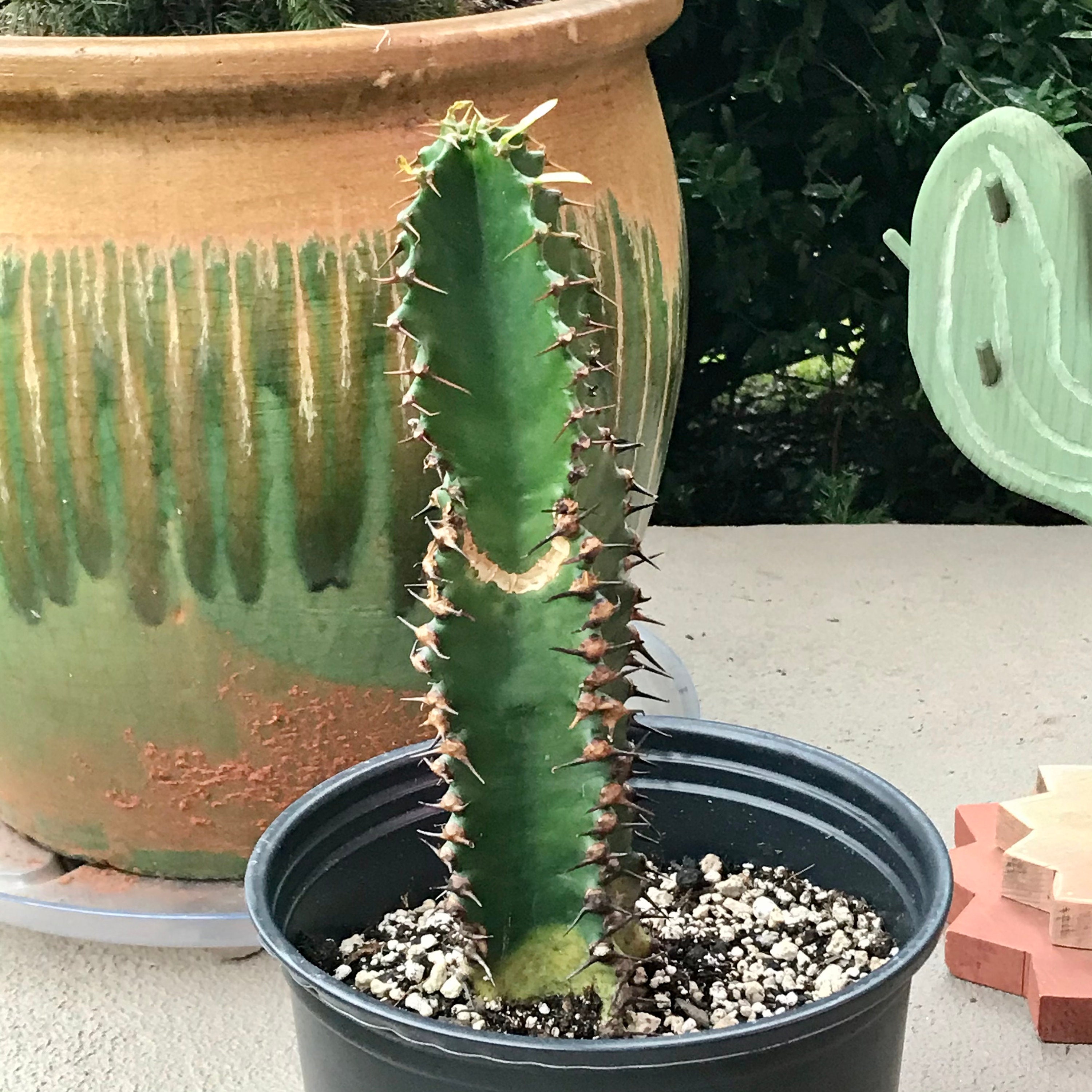 Chocolate Drop Euphorbia Ingens-Succulent | Etsy