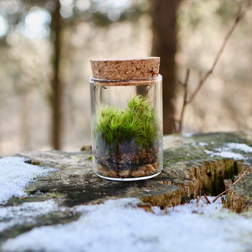 Tiny Live Moss Terrarium Live Moss Mini Terrarium Kit Live Etsy