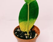 ZZ Plant Zamioculcas zamifolia 2 quot