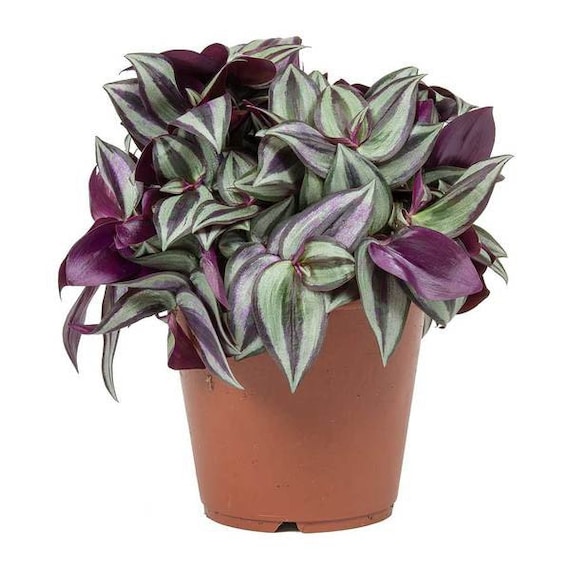 Wandering Jew Creeping purple heart 4 plant Etsy