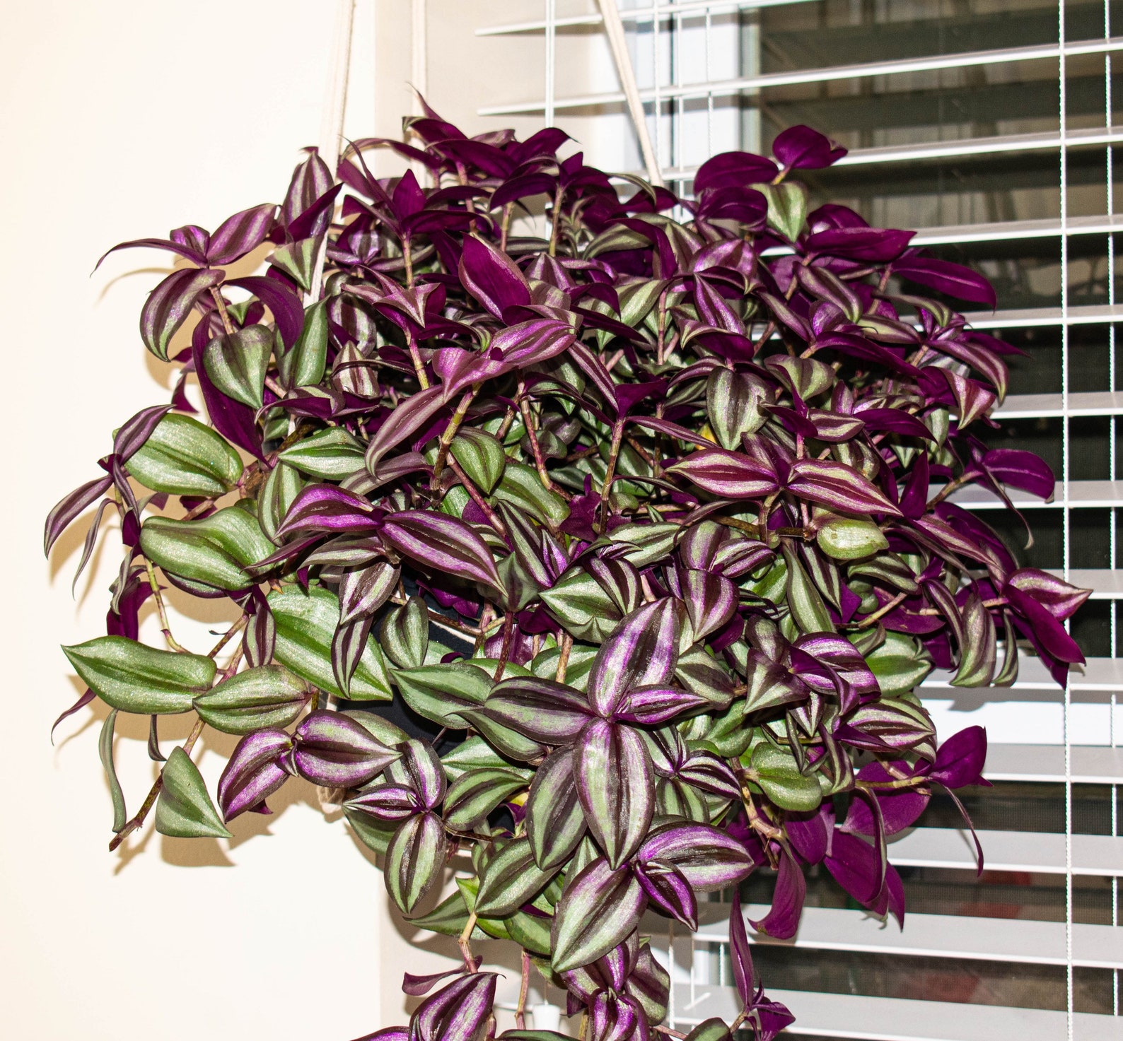 Hanging purple heart plant - parkingGros