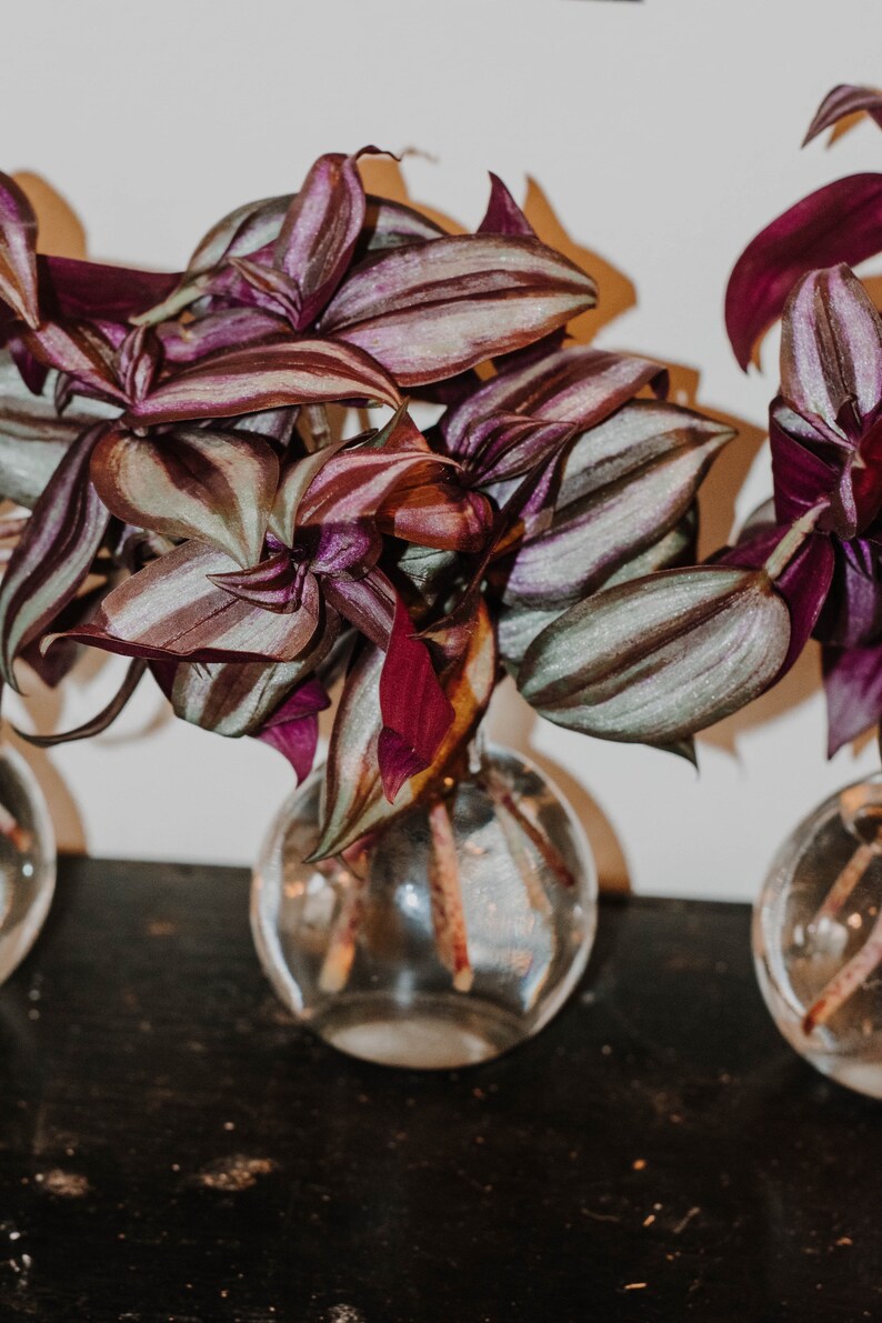 Wandering Jew Creeping purple heart cuttings Etsy