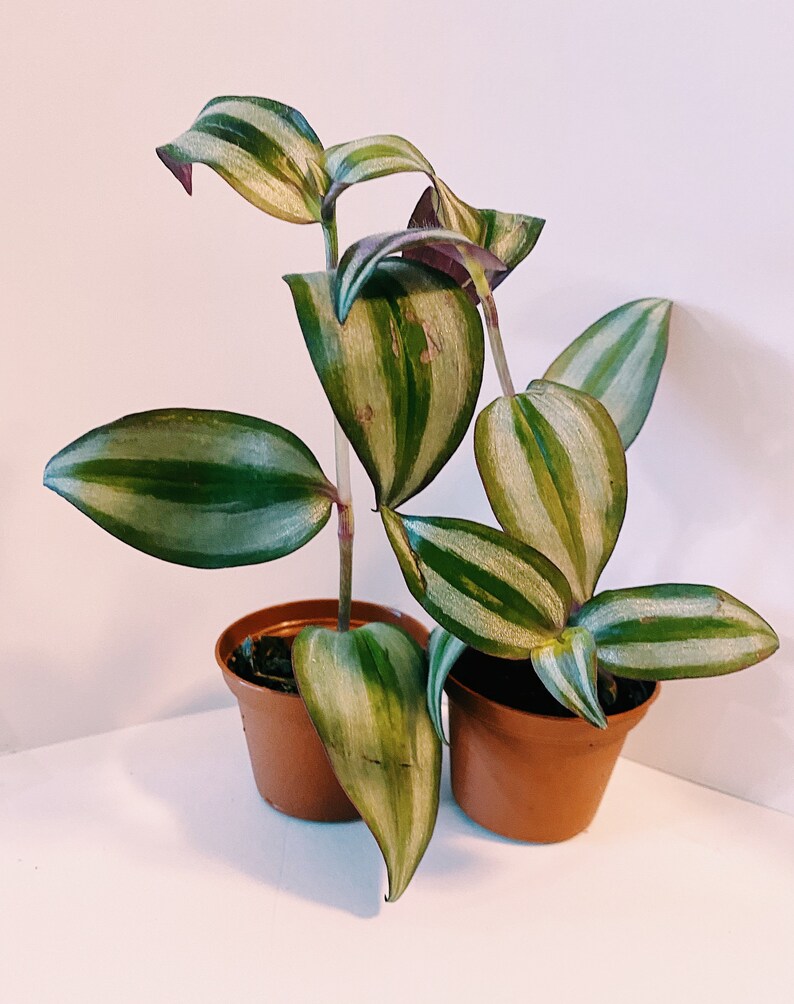 2 Wandering Jew Creeping purple heart starter plants Etsy