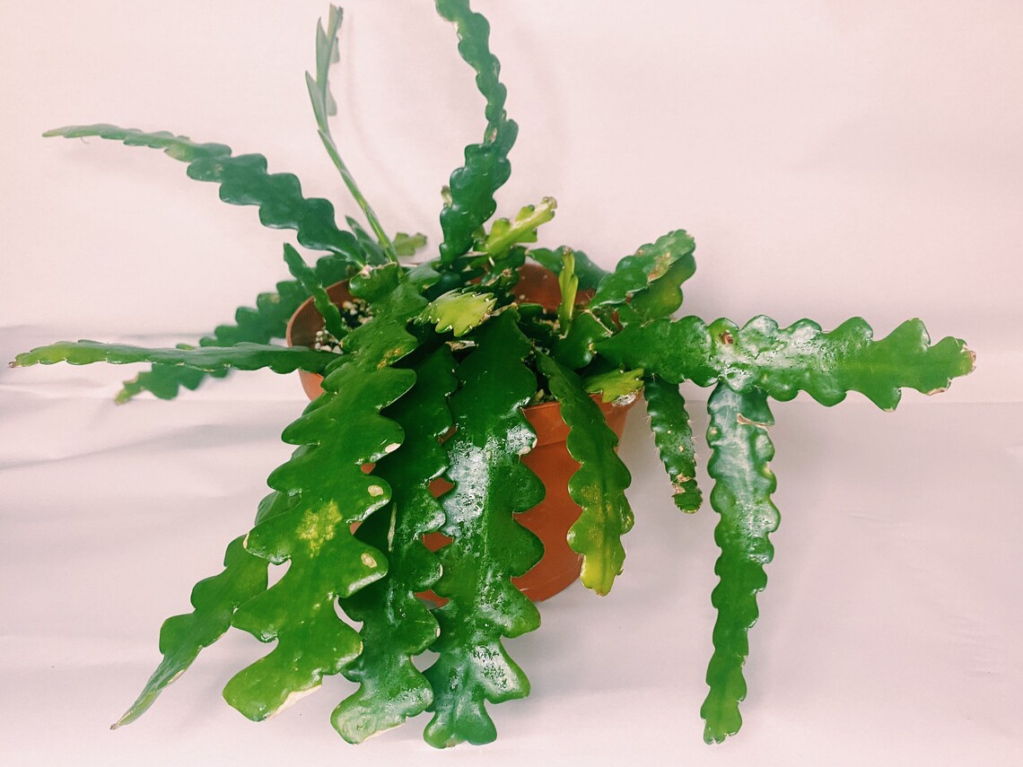 Ric Rac Cactus 4 plant Epiphyllum anguliger Etsy