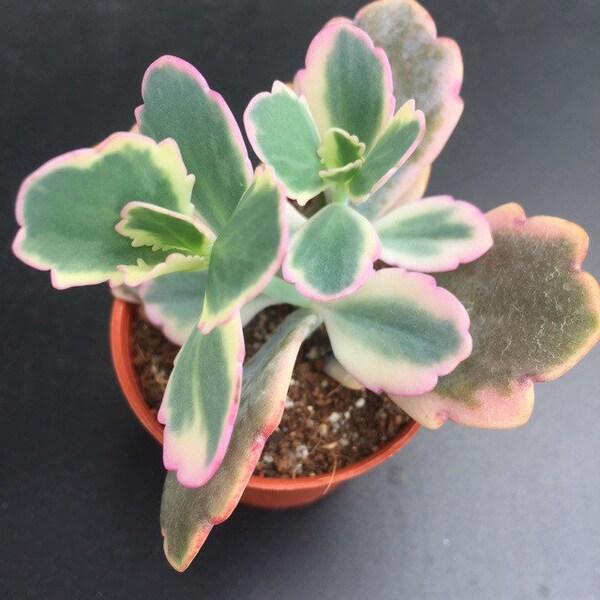 RARE Kalanchoe fedtschenkoi ‘Rosy Dawn’ Babies | Variegated Pink Scallops | Pink Mother of Thousands | Windows Thrill | Aurora Borealis
