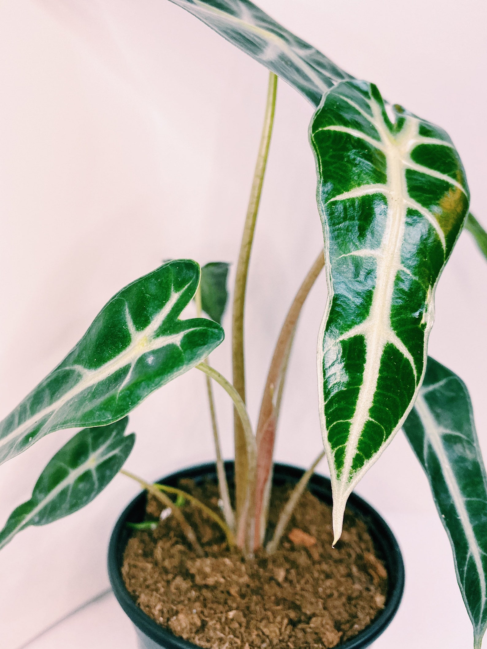RARE Alocasia �Polly� African Mask Plant Amazon Etsy