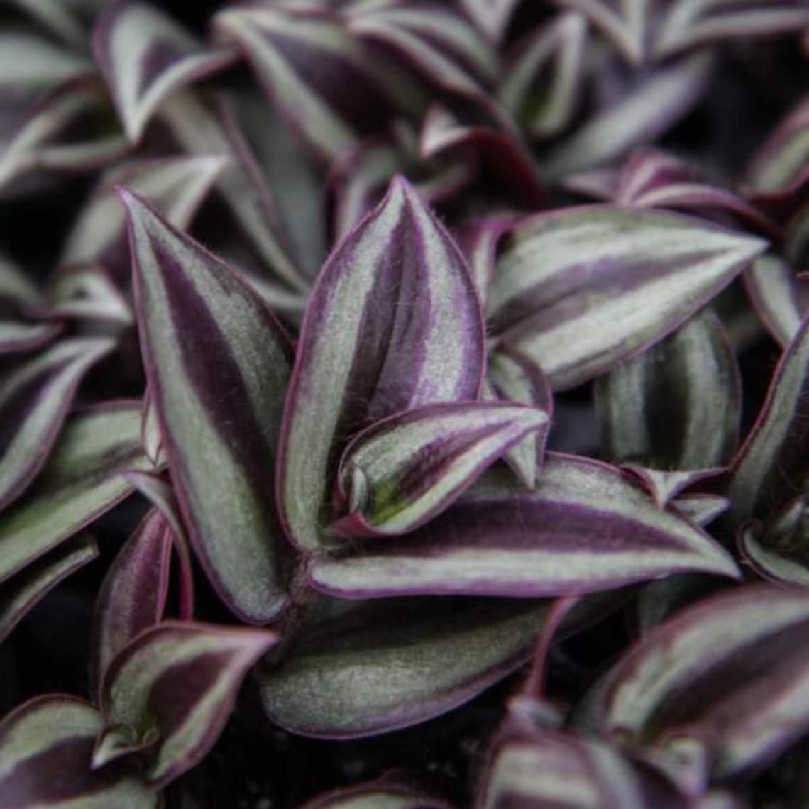 Wandering Jew Creeping purple heart 4 plant Etsy