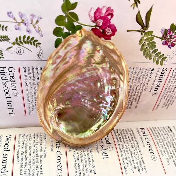 Mini Abalone Shell - Sustainability sourced - small smudge bowl - loose incense burning - smudging tools - wiccan - pagan - witchy gifts