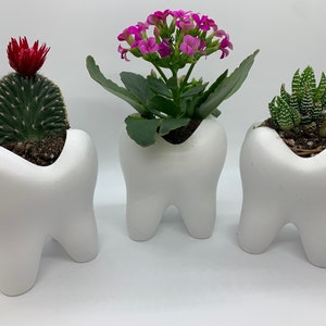 Peut inclure: Trois pots en forme de dent blanche avec différentes plantes grasses. Le pot de gauche contient un cactus avec une fleur rouge. Le pot du milieu contient une plante grasse à fleurs roses. Le pot de droite contient une plante grasse verte avec des rayures blanches.