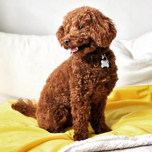Isa & Ale, Pet Dog Bed Blanket, Puppy blanket, blanket for dogs, washable and waterproof Dog blanket 70x100cm