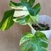 Variegated Monstera Aurea-Rooted Cuttings - FREE Aurea Phone Grip! 
