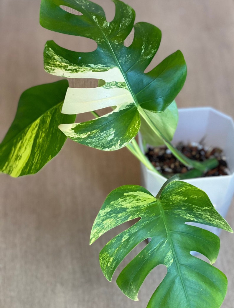 Variegated Monstera Aurea-Rooted Cuttings - FREE Aurea Phone Grip! 