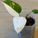 Philodendron White Princess rooted cuttings 