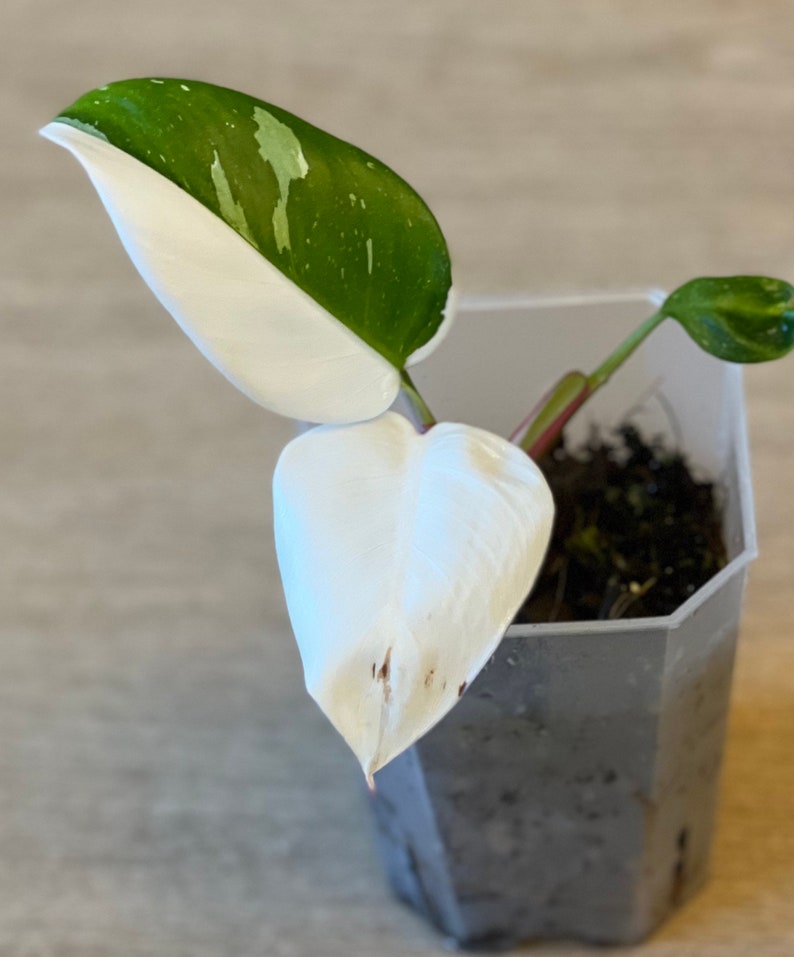 Philodendron White Princess rooted cuttings 