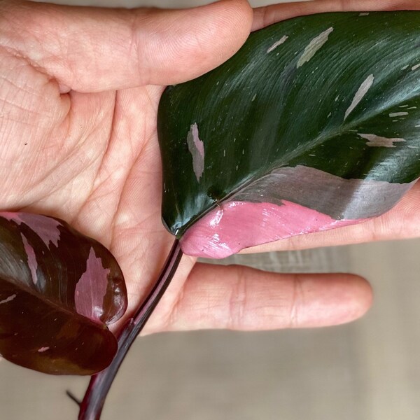 Philodendron Pink Princess rooted cutting