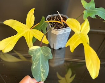 Philodendron Florida Beauty rooted cutting