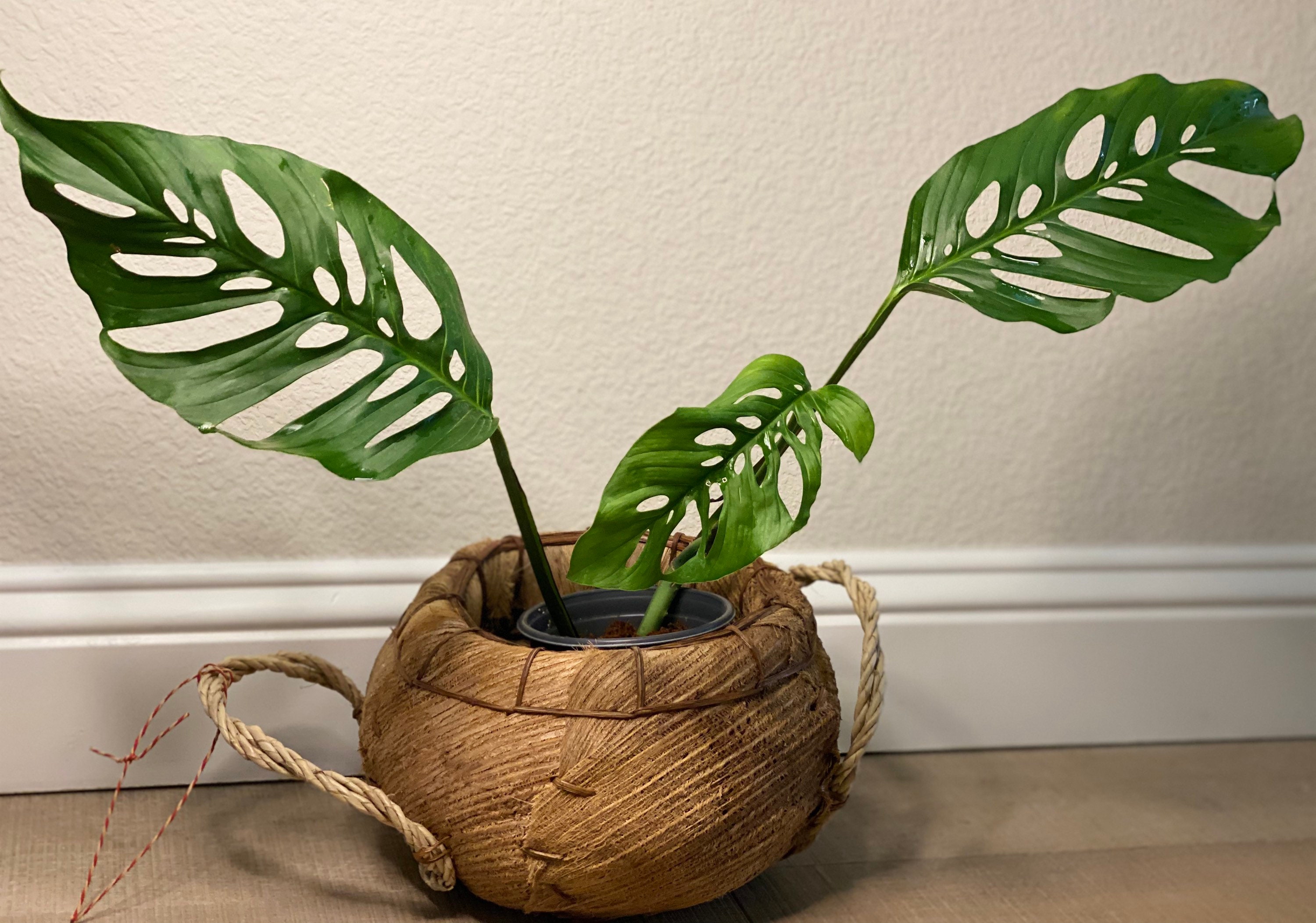 philodendron radiatum variegated Philodendron Radiatum variegated No.2 main image 1