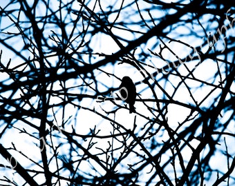 Bird at Twilight Print