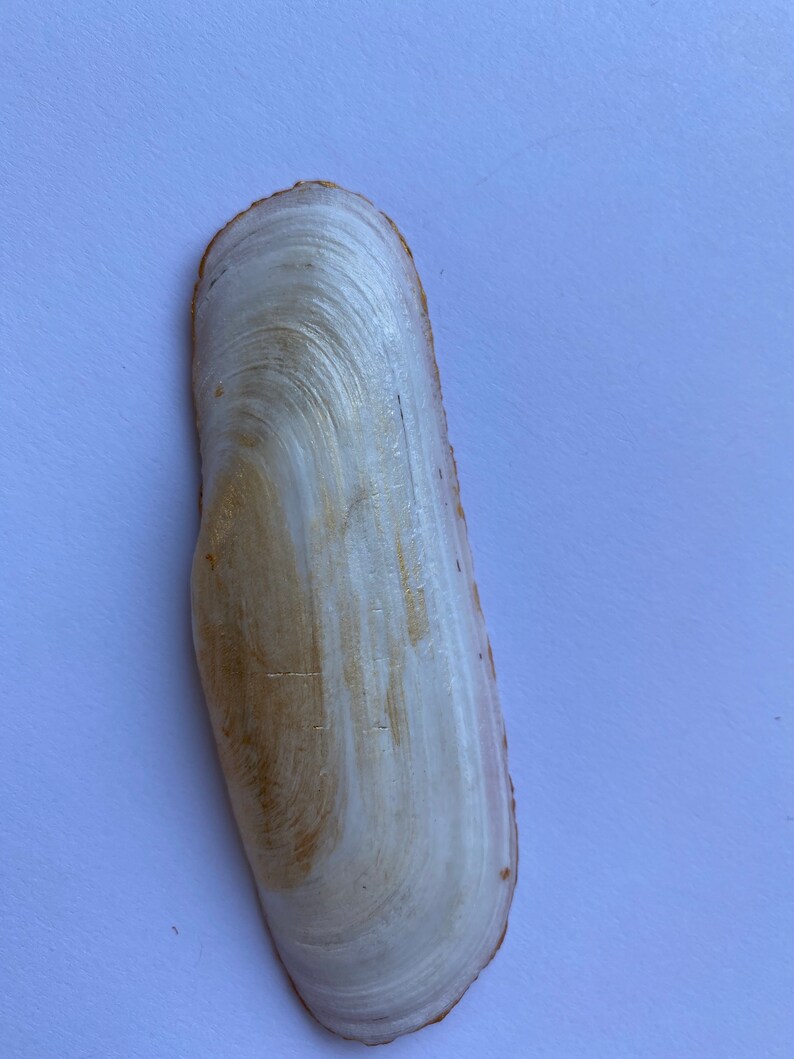 Shell Decorative Dish