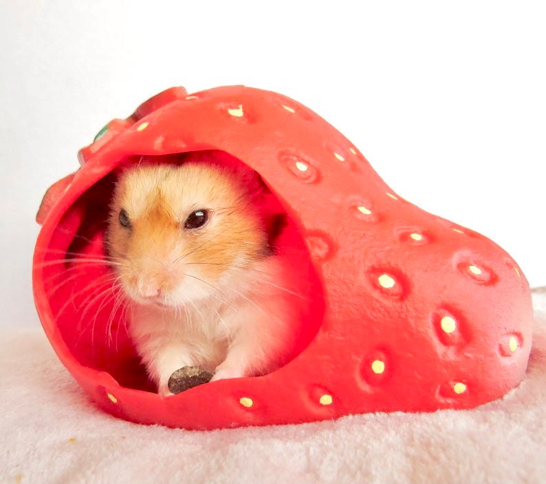 Fruit Hamster Hideout Toys Hide Hamsters Etsy Canada