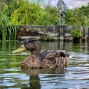 Duck and Heron, Ducks, Canal scene, Wildfowl, Waterways, Canal art, Grand Union Canal, heron, Narrowboat, Canal ware, Narrowboat art