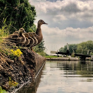 Ducks in a row, Ducks, Canal scene, Wildfowl art, Waterways, Canal art, Grand Union Canal, Ducklings, Narrowboat, Canal ware, Narrowboat art
