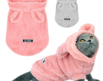 cat in winter clothes