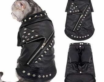 cat in a leather jacket