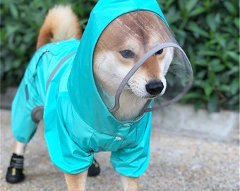 bichon frise clothes