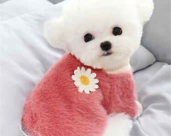 puppy with clothes
