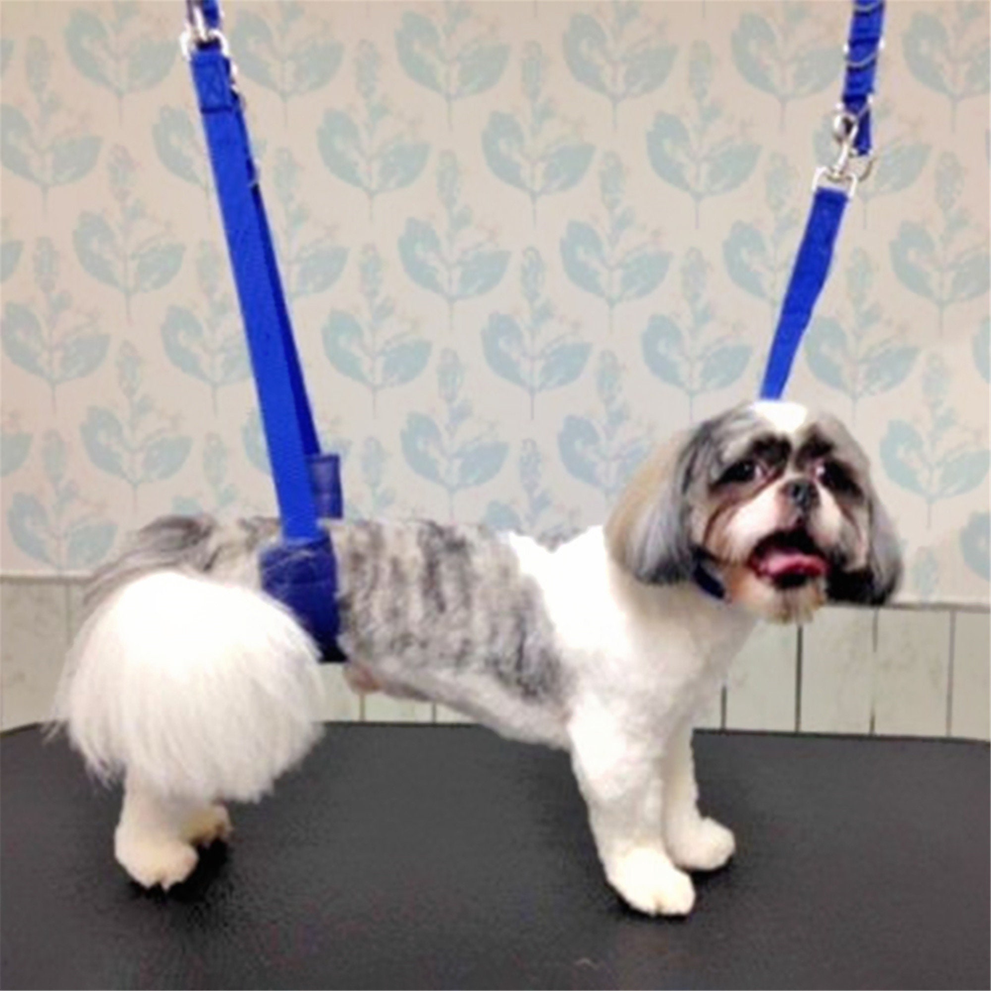 dogit training pads